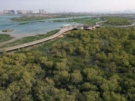 A Beautiful View Of The Xiatanwei Mangrove Park