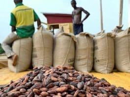 Ghana Cocoa