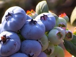 Zimbabwean Blueberry