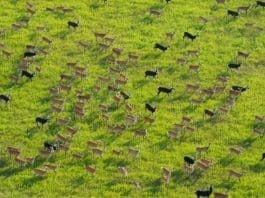 6 Million Antelopes in South Sudan