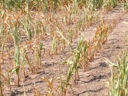 Severe Drought