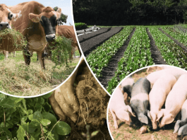 Agroecology