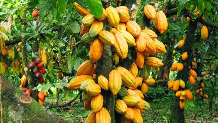 Cocobod’s Naspa Launches Campaign To Promote Health Economic Benefits Of Cocoa