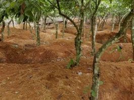 Kunsu Cocoa Galamsey