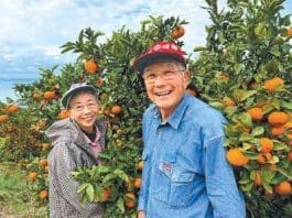 Photo shows Yoshimoto Tadashi and his wife in their citrus orchard in Uwajima, Ehime Prefecture, Japan. (Photo provided by Yoshimoto Tadashi)