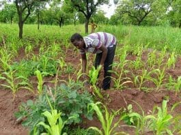 Feature Climate Adaptation
