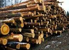 Ngo Works With Stakeholders To Address Timber Trafficking In Wiawso