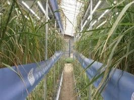 Rice thrives at a speed breeding base of the Chinese Academy of Agricultural Sciences (CASS) in Hotan prefecture, northwest China's Xinjiang Uygur autonomous region. (Photo courtesy of the media center of Hotan prefecture)
