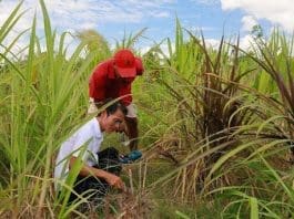 A Chinese expert (left) instructs a Fijian farmer to manage Juncao in the field. (Photo by Bai Yuanqi/People's Daily)