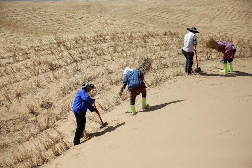 Workers make grass grids in the Tengger Desert in Zhongwei, northwest China's Ningxia Hui autonomous region, May 9, 2024. (Photo by Yuan Hongyan/People's Daily Online) Workers make grass grids in the Tengger Desert in Zhongwei, northwest China's Ningxia Hui autonomous region, May 9, 2024. (Photo by Yuan Hongyan/People's Daily Online)