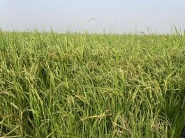 Rice Farm