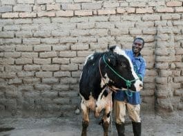 In Mbeya, Tanzania, a dairy farmer stands with his bull, a superior crossbreed identified through genomic and historic performance data gathered by scientists from ILRI and partners. These adaptive and climate resilient crossbreeds are being made available to farmers through either artificial insemination or community breeding programs. Photo ILRI/K Dhanj.
