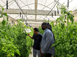 A Chinese expert (left) checks a greenhouse for plant diseases and insect pests in Cape Verde. (Photo by Ding Hongchang)