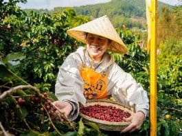 A farmer harvests coffee cherries at a plantation in Simao district, Pu'er, southwest China's Yunnan province. (Photo from the Simao District Convergence Media Center)