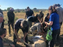 The complex rescue operation to stabilise the giraffe’s injury in a remote setting.