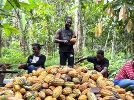 Cocoa Copy
