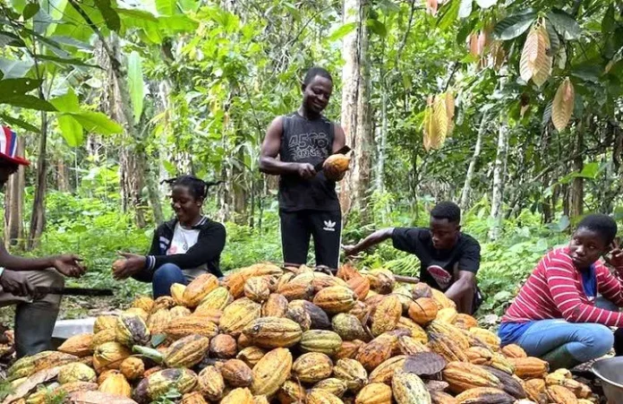 Cocoa Copy