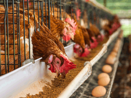 Poultry