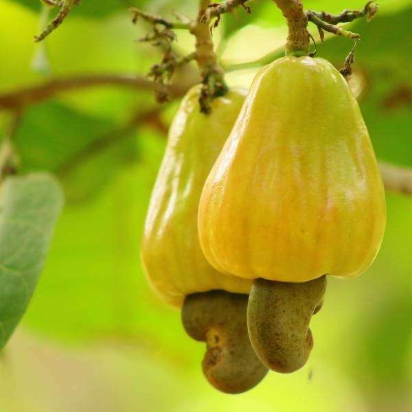 Ghana Processes Under A Fifth Of Its Cashews