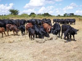 The International Livestock Research Institute (ILRI)
