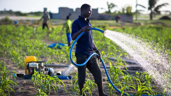 These farmers grow maize, onions and other vegetables in a city in Ghana. They use groundwater to irrigate their crops Agric Transformation