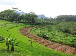 Agricultural Rings Agro Rings