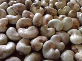 Cashew