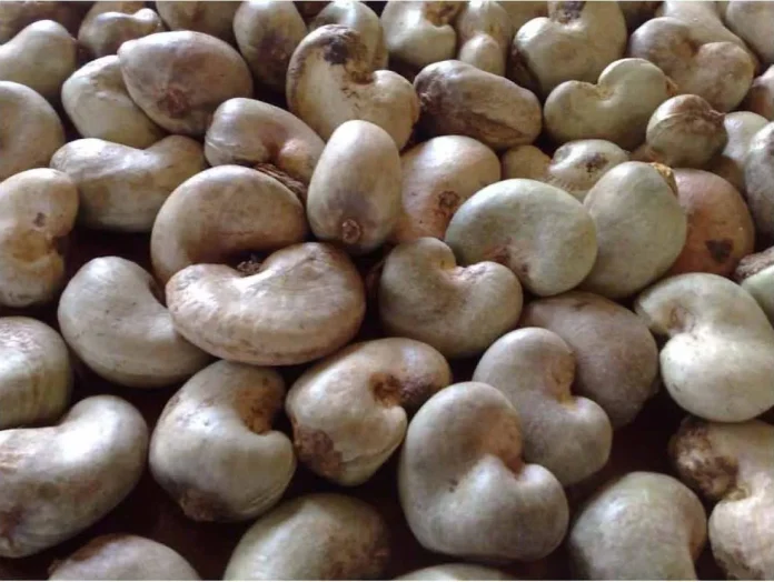TCDA and Cashew Watch Ghana Forge Alliance to Strengthen Cashew Value Chain