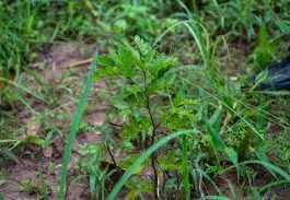 Talbotiella Gentii