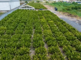 Climate Resilient Tree Seedlings For Farmers