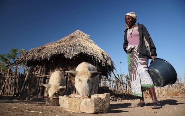Researchers Advocate For Region Specific Vaccines To Combat African Swine Fever