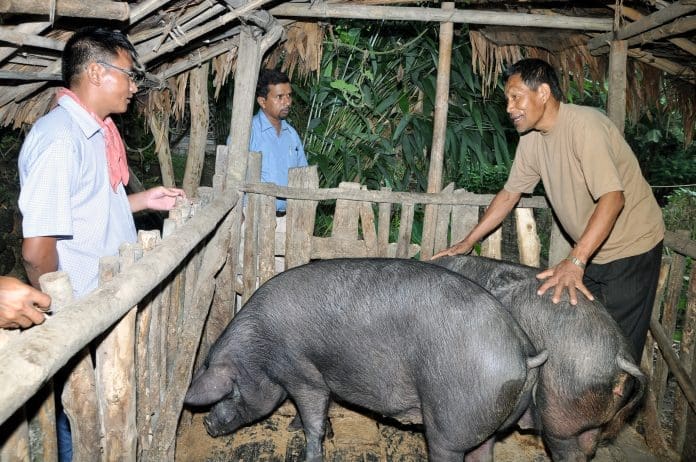 Researchers Advocate For Region Specific Vaccines To Combat African Swine Fever