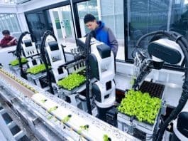 Robots plant lettuce seedlings at a smart agriculture demonstration park in Guangchen township, Punghu, east China's Zhejiang province. (Photo by Wang Zhijie/People's Daily Online)