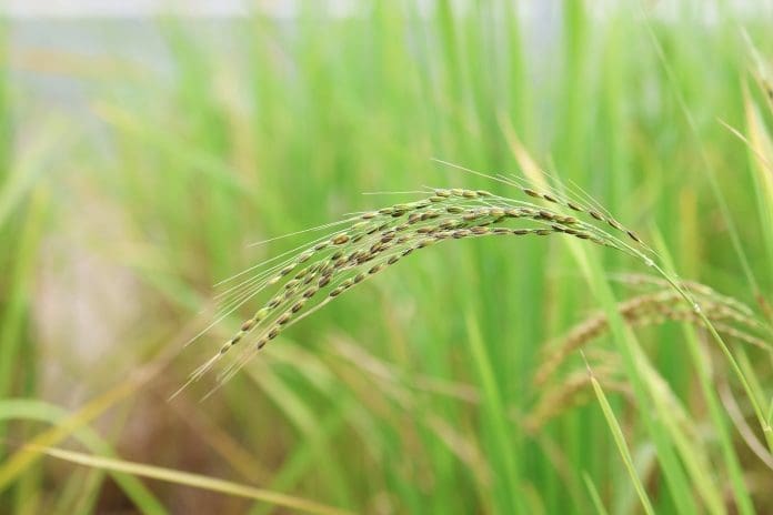 Rice (Photo credit Crop Trust)