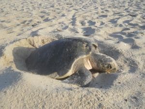 Turtle Turtle