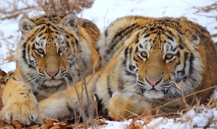 Tigers