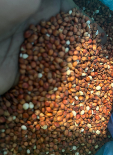 Sorghum Seed Production Sorghum Seed Production