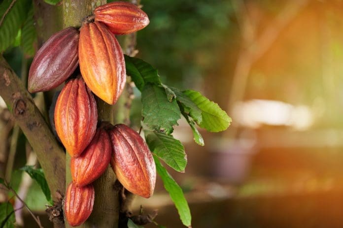 Cocoa Farming