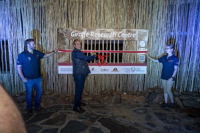 Prof Paul Oberholster, Dean of the Faculty of Natural and Agricultural Sciences, officially cut the ribbon to mark the opening of the new giraffe research programme infrastructure facility.