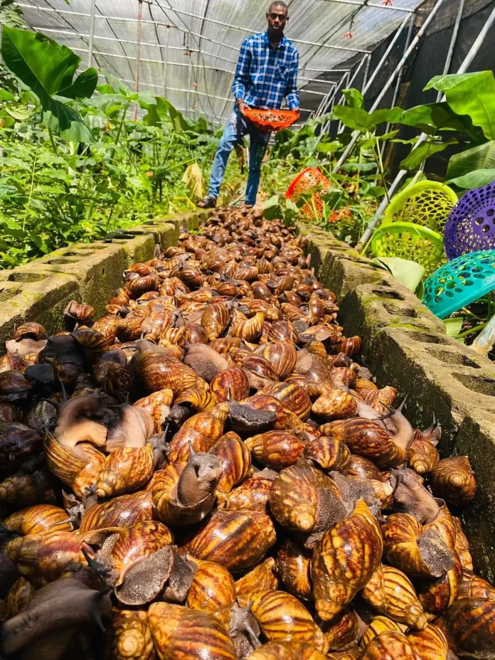 Ghana Snail Farming Project Multiplies Stock Twentyfold in Months