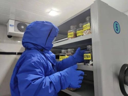 A Staff Member Of The National Wild Plant Germplasm Resource Center For Chenshan Botanical Garden Puts Seeds In Cold Storage A Staff Member Of The National Wild Plant Germplasm Resource Center For Chenshan Botanical Garden Puts Seeds In Cold Storage