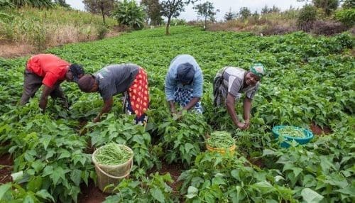 Agrihouse Chair Tells Agrifood Actors: People Must Come Before Profits
