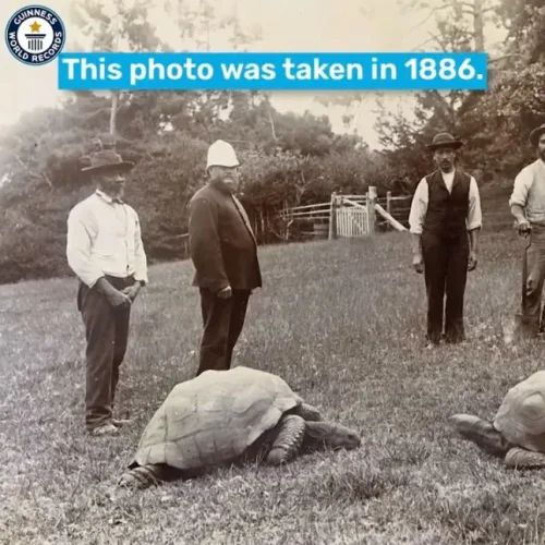 Kripto Dolandırıcılığı: Dünyanın En Yaşlı Kaplumbağasını Sahte Ölüm Haberi ile Kandırdılar