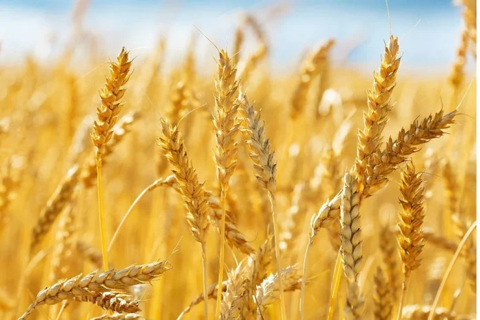 Wheat Wheat