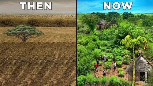 Expert Urges Ghana Adopt Food Forest Reforestation Model